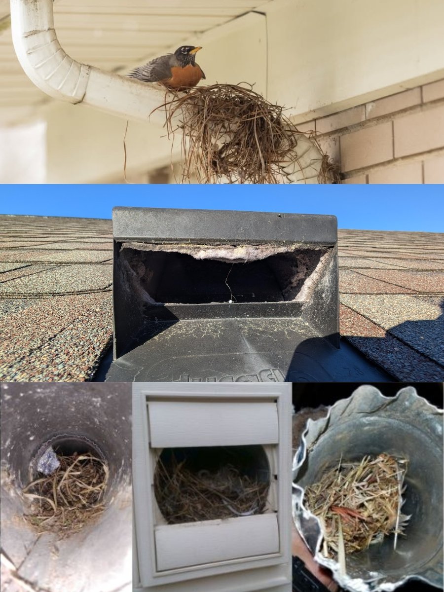 Bird Nests and Pest Blockages in Vents